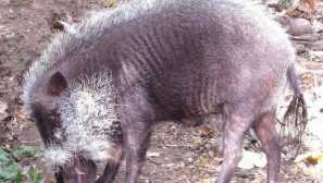 Palavan bearded prase